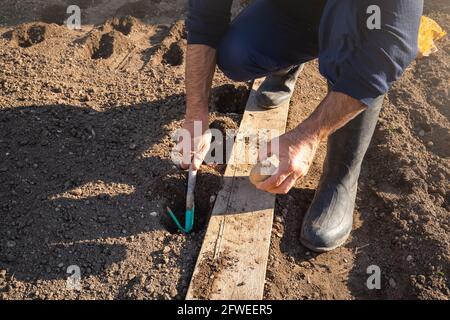 Overhead shot of Caucasian man squatting and planting potato into a hole in the ground, dug up with a garden hoe Stock Photo