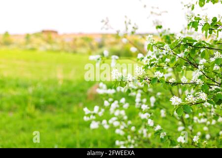 Shadberry bush with white flowers on branches against blurred sunset evening natural background springtime Stock Photo