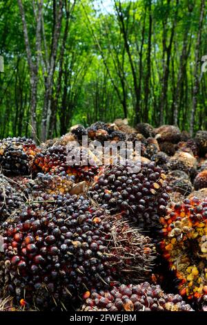 bunch of palm oil fruit Stock Photo