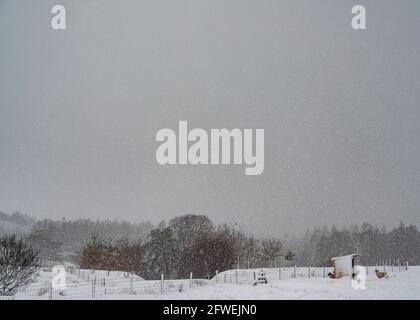 Sheep near shelter on a Hill Farm in the snow, Scotland Stock Photo