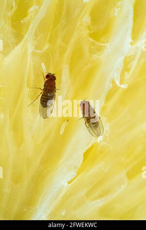 Fruit fly and their larva feeding on a slice of citrus fruit. Stock Photo