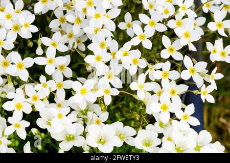 Saxifraga arendsii (Schneeteppich) flowers in the garden. Stock Photo