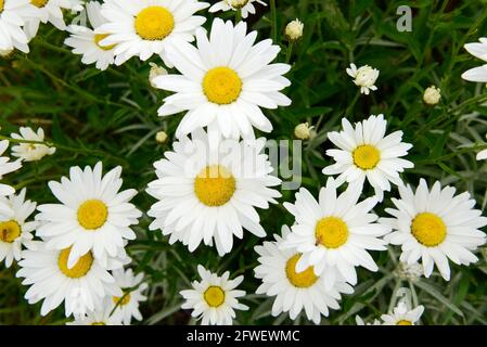 White flower Marguerites flowering  in the nature Stock Photo