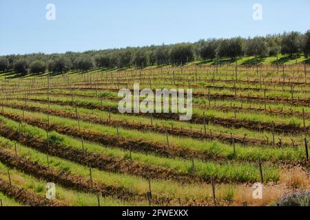 Constantia vineyard in wine growing region in South Africa Stock Photo