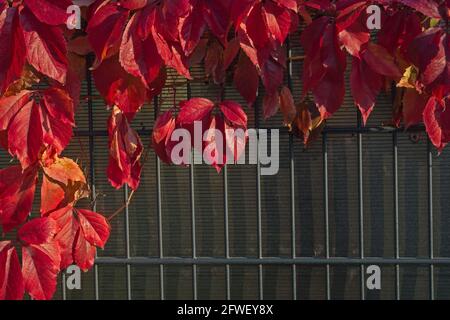 Scarlet, pink and burgundy autumn leaves on a vine of wild grapes, winding along a fence welded from metal rods and attached to them from the back of Stock Photo
