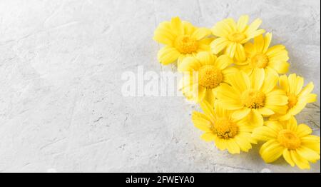 Yellow Flowers background compose of chamomiles or daisies on a grey background Stock Photo