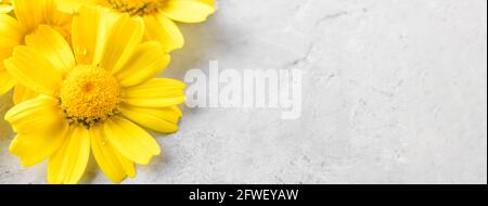 Yellow Flowers background compose of chamomiles or daisies on a grey background Stock Photo