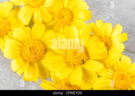 Yellow Flowers background compose of chamomiles or daisies on a grey background Stock Photo