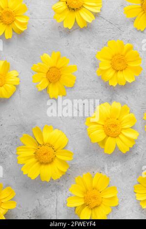 Yellow Flowers pattern compose of chamomiles or daisies on a grey background Stock Photo