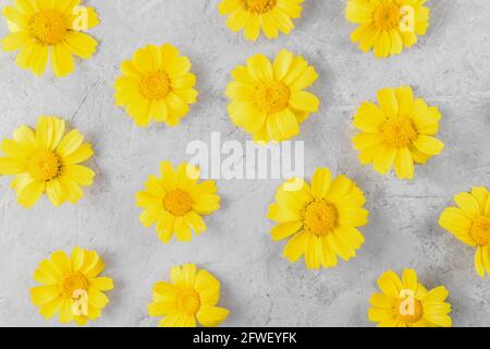 Yellow Flowers pattern compose of chamomiles or daisies on a grey background Stock Photo