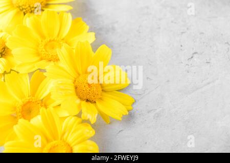 Yellow Flowers background compose of chamomiles or daisies on a grey background Stock Photo