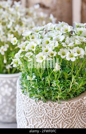 Saxifraga arendsii (Schneeteppich) flowers in ceramic pot. Party decor Stock Photo