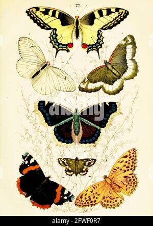 Traugott Bromme - Beautiful vintage butterfly illustrations from The Handbook of the Natural History of all Three Kingdoms. Stock Photo