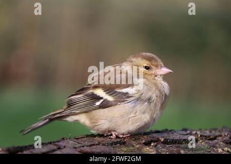 female chaffinch with puffed up feathers against the cold