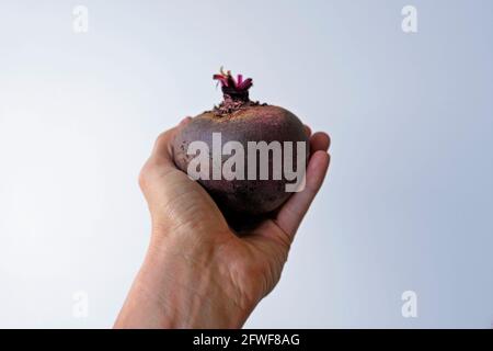 Beet on hand in a bright background Stock Photo