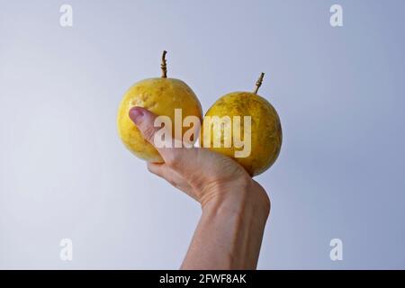 Passion fruits on hand in a bright background Stock Photo