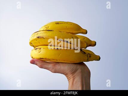 Bunch of bananas on hand in a bright background Stock Photo