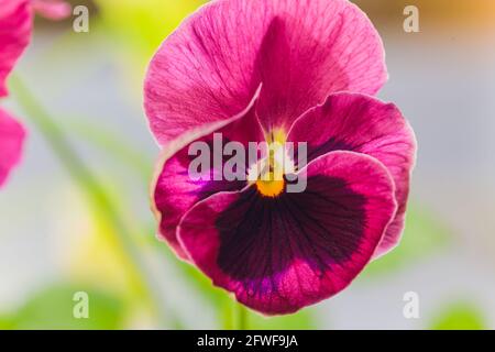 Viola edible microgreens, vegetarian raw healthy food