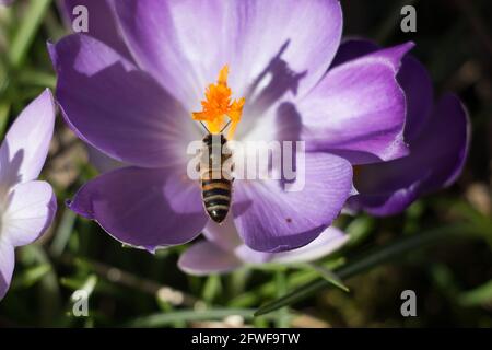 Honey bee, Apis mellifera, collecting pollen from the stamens of a purple crocus flower in springtime, close-up view with shadows Stock Photo