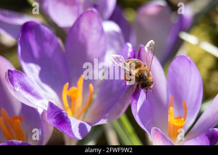 One Honey bee, Apis mellifera, sitting on purple crocus flowers in the spring sunshine, Shropshire, England Stock Photo