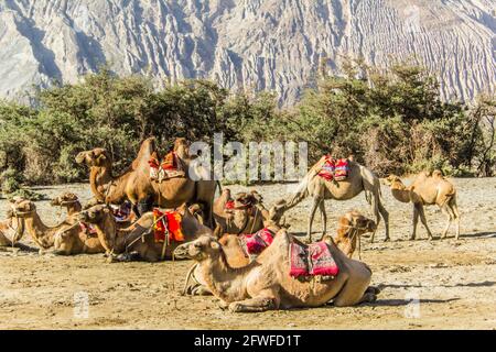 Bactrian Camel ride in Nubra valley, Ladakh Stock Photo - Alamy