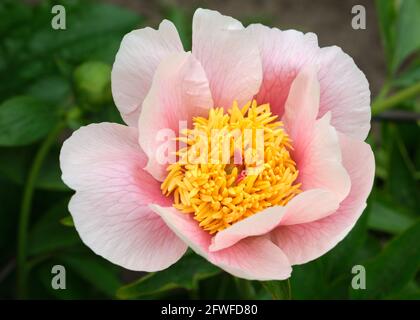 Blooming flower of a Peony, latin Paeonia.  Specific species named 'Papilio' Stock Photo