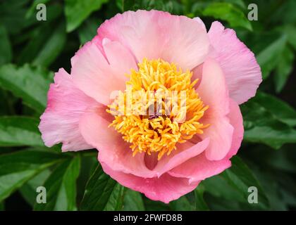 Blooming flower of a Peony, latin Paeonia.  Specific species named 'Artemis' Stock Photo
