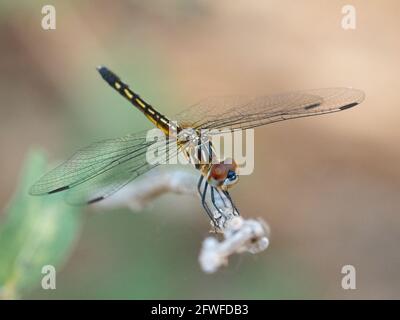Close-up of a Dragonfly against a plain backgroundalone Stock Photo