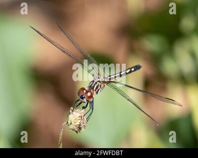 Close-up of a Dragonfly against a plain backgroundalone Stock Photo