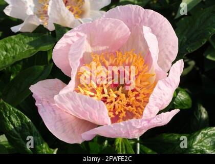 Blooming flower of a Peony, latin Paeonia.  Specific species named "Shell Pink" from the A.P. Saunders Collection Stock Photo