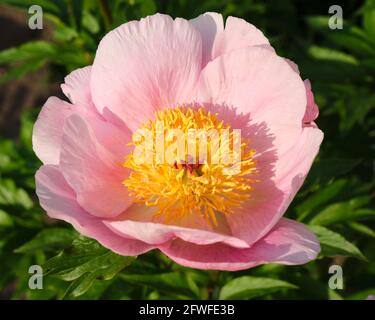 Blooming flower of a Peony, latin Paeonia.  Specific species named 'Roselette' from the A.P. Saunders Collection Stock Photo