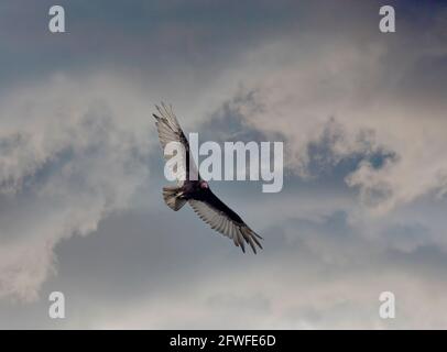 Vulture flying overhead aganist a dark threatening sky in southwest Florida USA Stock Photo
