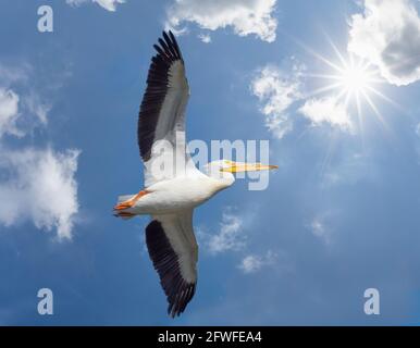 Single white pelican soaring in blue sky with white clouds and sunburst in sky above the bird Stock Photo