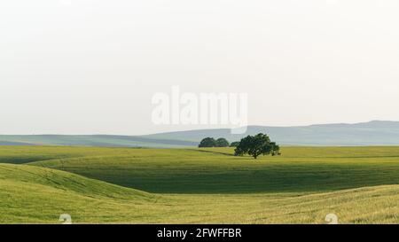 A lonely spreading oak tree on a green field Stock Photo