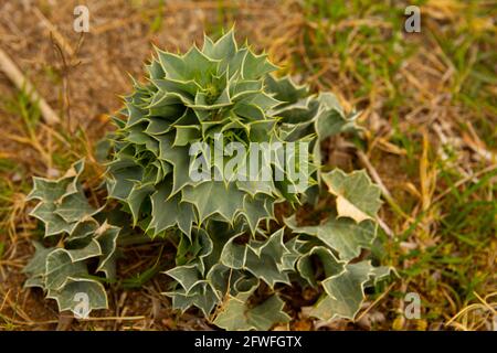 Eryngium maritimum called sea holly or seaside eryngo plant in summer at the sea. medicinal herbs. Stock Photo
