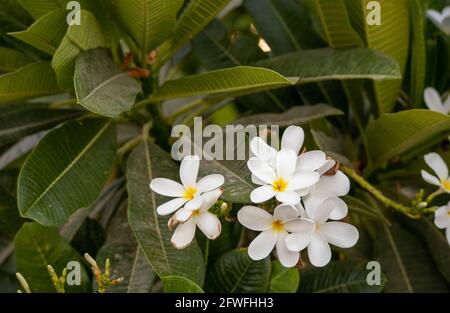 plumeria flower Stock Photo