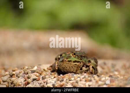 A frog sits on the edge of a garden pond in spring Stock Photo