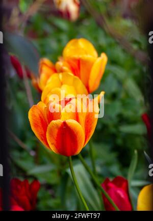 A couple of orange and yellow tulips against a blurry green background Stock Photo