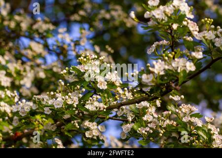 Close-up of white flowers in the branches of a tree on a sunny spring day Stock Photo