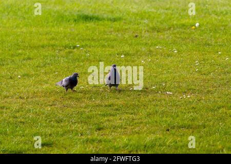 Close-up of two grey pigeons walking on the grass on a sunny day Stock Photo