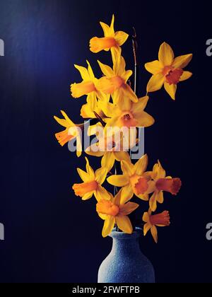 Giving daffodils at Easter is a tradition throughout much of Europe. Daffodils are a sign of spring and symbolise new beginnings and rebirth. Stock Photo