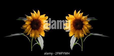 sunflower isolated on black background. sunflower on black background. Stock Photo