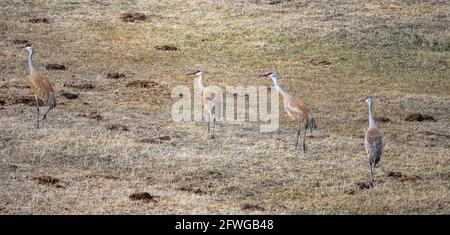 Sandhill Cranes (Antigone canadensis) grazing on open field. Colorado, USA. Stock Photo