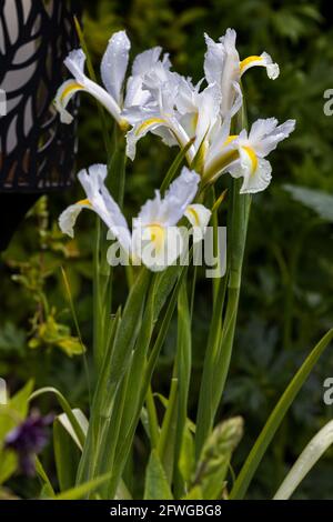 Iris ‘White Excelsior’ Stock Photo