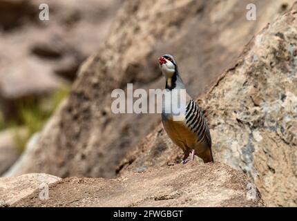 A Chukar partridge (Alectoris chukar) standing on rocks. Colorado, USA. Stock Photo