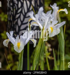Iris ‘White Excelsior’ Stock Photo