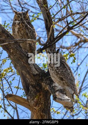 A pair Great Horned Owls (Bubo virginianus) at their day roost. Colorado, USA. Stock Photo