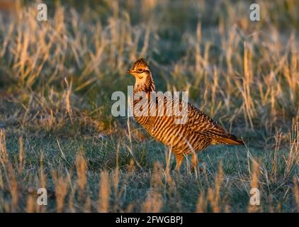 A male Greater Prairie Chicken (Tympanuchus cupido) in courtship display at his lek. Smoky Valley Ranch, Kansas, USA. Stock Photo