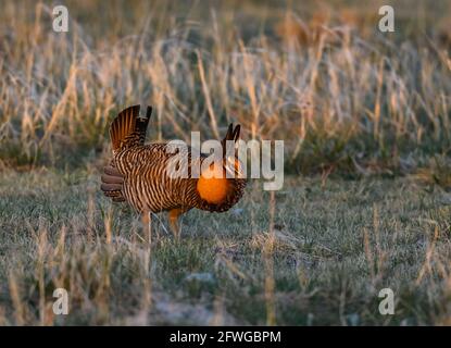 A male Greater Prairie Chicken (Tympanuchus cupido) in courtship display at his lek. Smoky Valley Ranch, Kansas, USA. Stock Photo