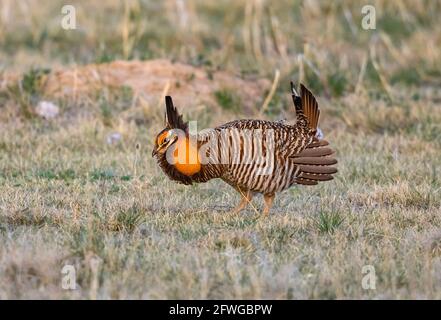 A male Greater Prairie Chicken (Tympanuchus cupido) in courtship display at his lek. Smoky Valley Ranch, Kansas, USA. Stock Photo